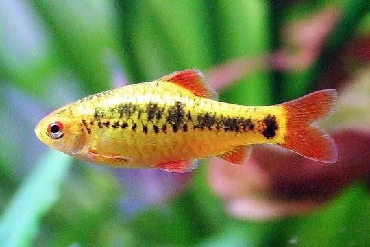 Golden Barb Neon 4cm