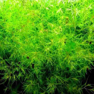 Najas guadalupensis - Guppy Grass