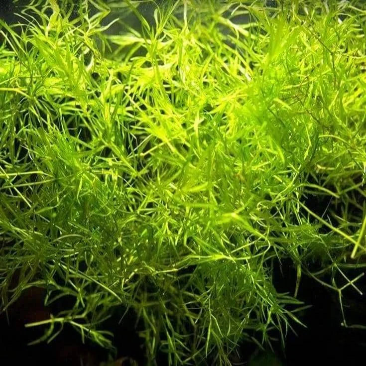 Najas guadalupensis - Guppy Grass