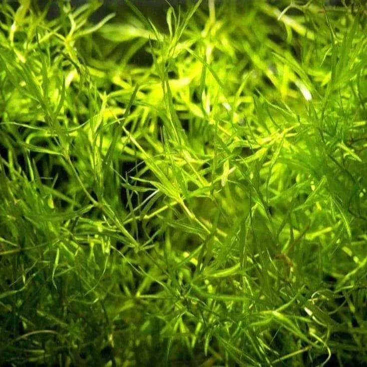 Najas guadalupensis - Guppy Grass