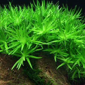 Heterenthera Zostefolia - Star Grass