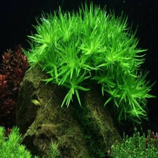 Heterenthera Zostefolia - Star Grass
