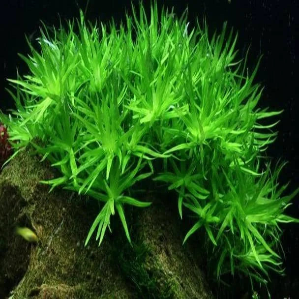 Heterenthera Zostefolia - Star Grass
