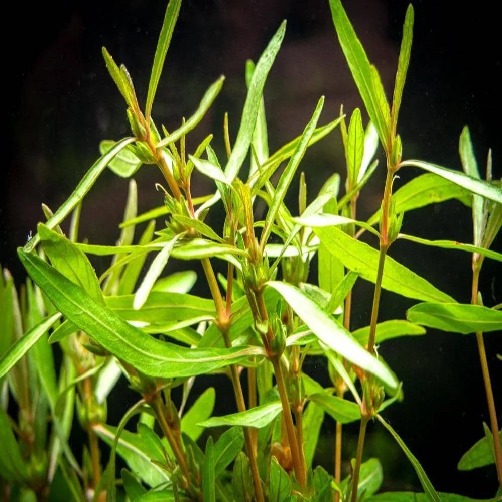 Hygrophila Lancea Araguaia - Sharp Leaf