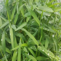 Hygroryza aristata - Asian watergrass