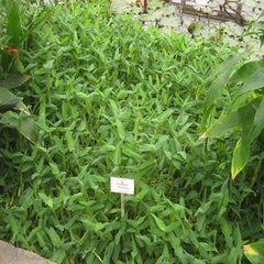 Hygroryza aristata - Asian watergrass