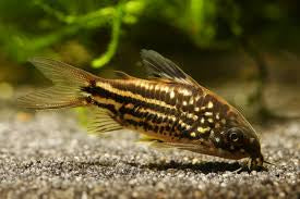 Napoensis Corydoras 2-3cm