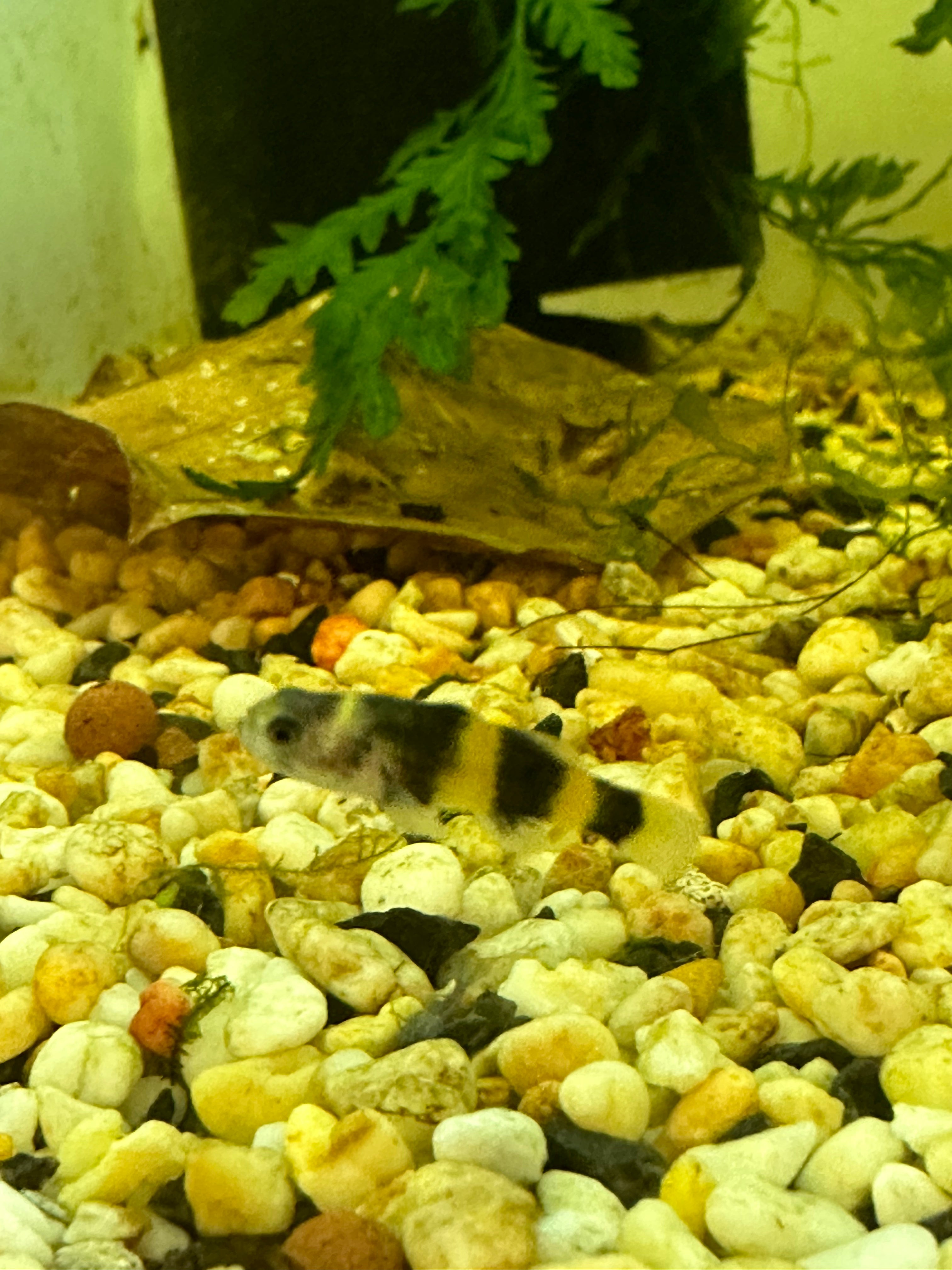 Bumble Bee Goby - Brachygobius Doriae