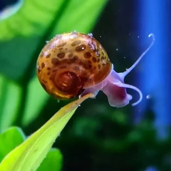 Flash Sale Ramshorn Snail - Brown Leopard Micro Aquatic Shop