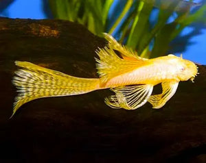 Albino Bristlenose Pleco