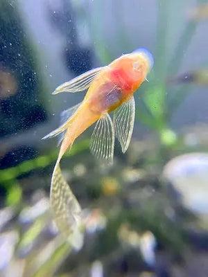 Albino Bristlenose Pleco