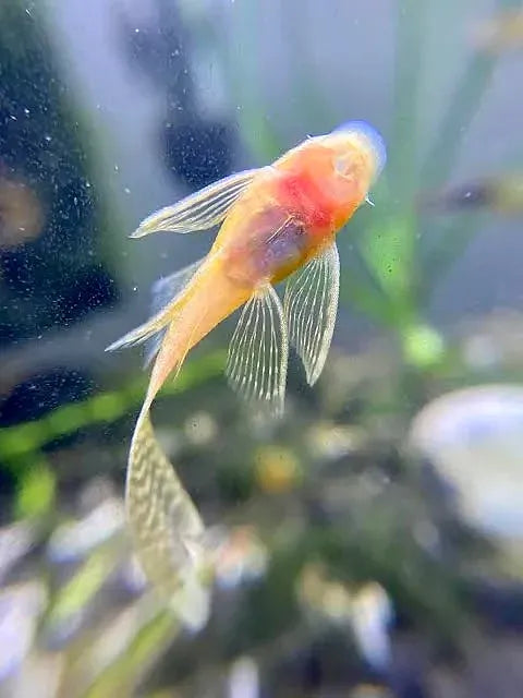 Albino Bristlenose Pleco