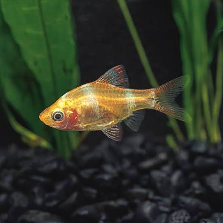 Albino Tiger Barb - Puntigrus Tetrazona Aqua Premium