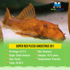 Super Red Pleco (ANCISTRUS SP.)