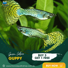 Green Cobra Guppy (Buy 3 Get 1 Free)