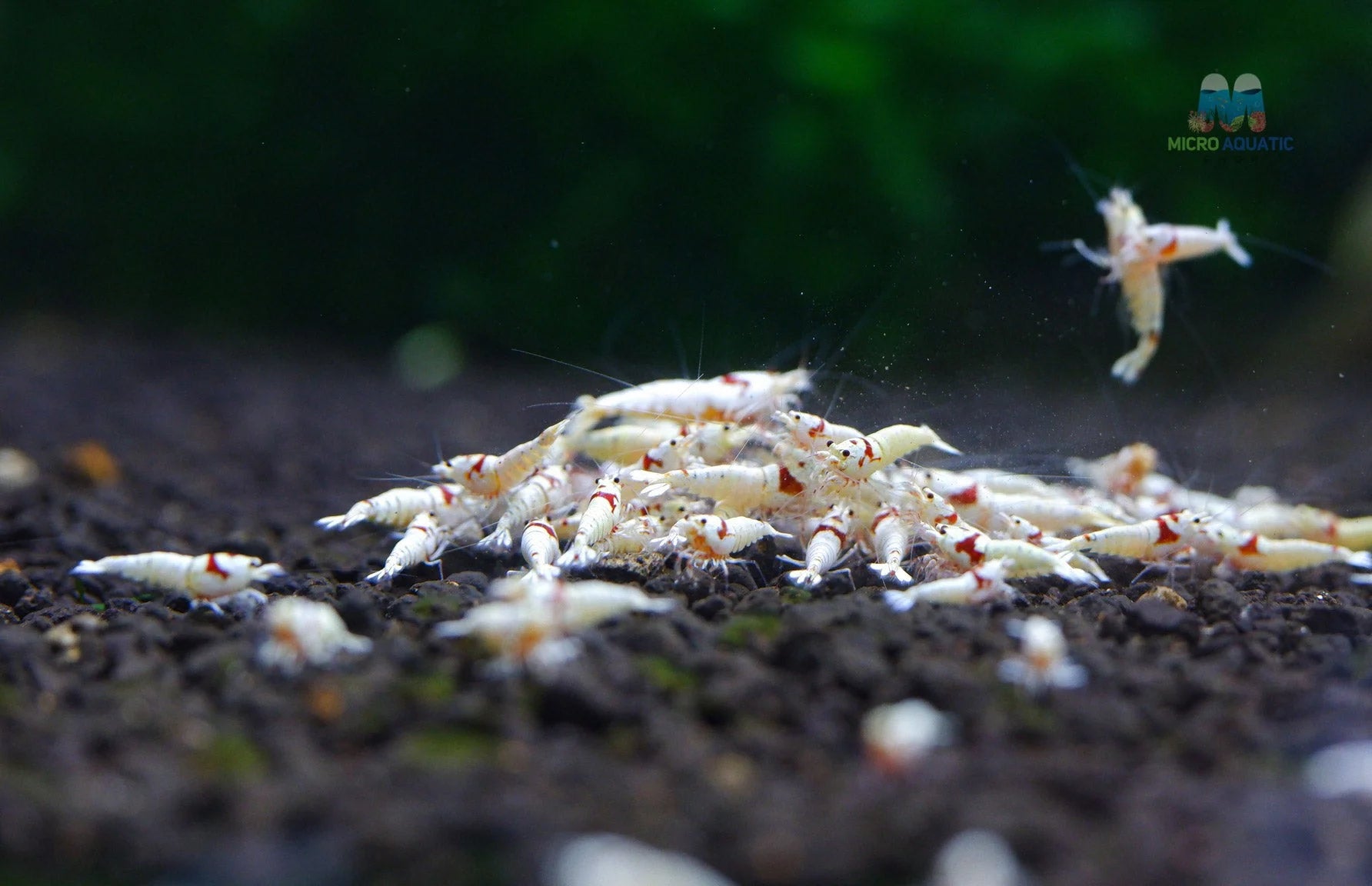 K14 Pure Red Line Shrimp