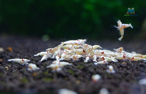 K14 Pure Red Line Shrimp
