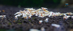 K14 Pure Red Line Shrimp