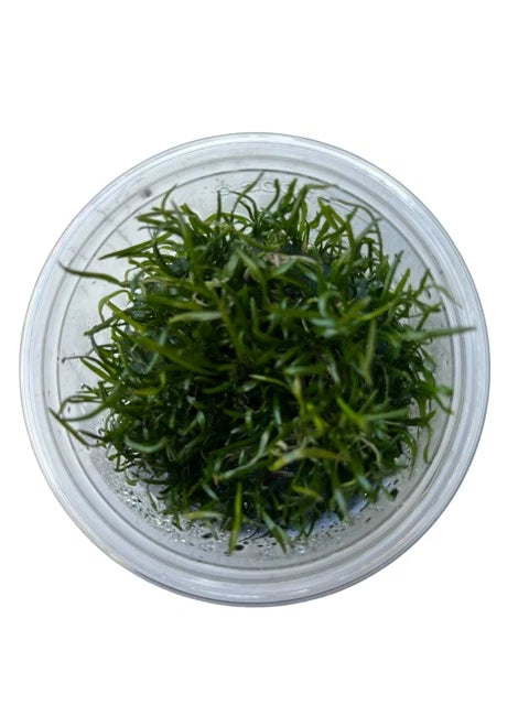 All aquatic plants