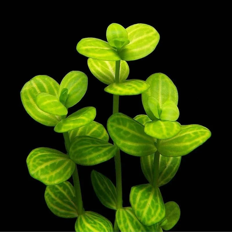 Lindernia green - Baby Tears