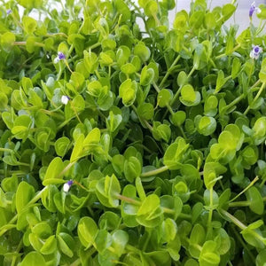 Lindernia green - Baby Tears