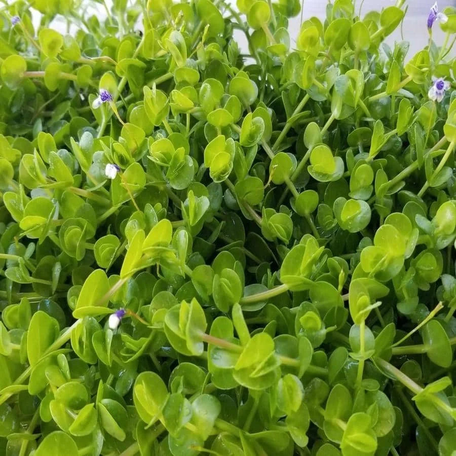 Lindernia green - Baby Tears