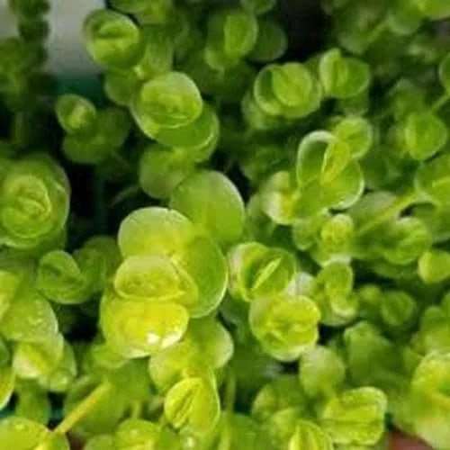Lindernia green - Baby Tears