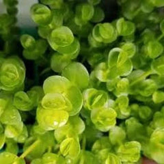 Lindernia green - Baby Tears