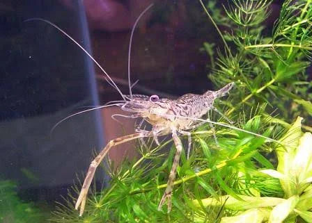 Long Armed Freshwater Shrimp (Macrobrachium Australiense)