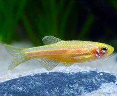 Zebra Danio -Gold 4cm