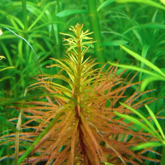 Ludwigia inclinata var. verticillata 'Pantanal'