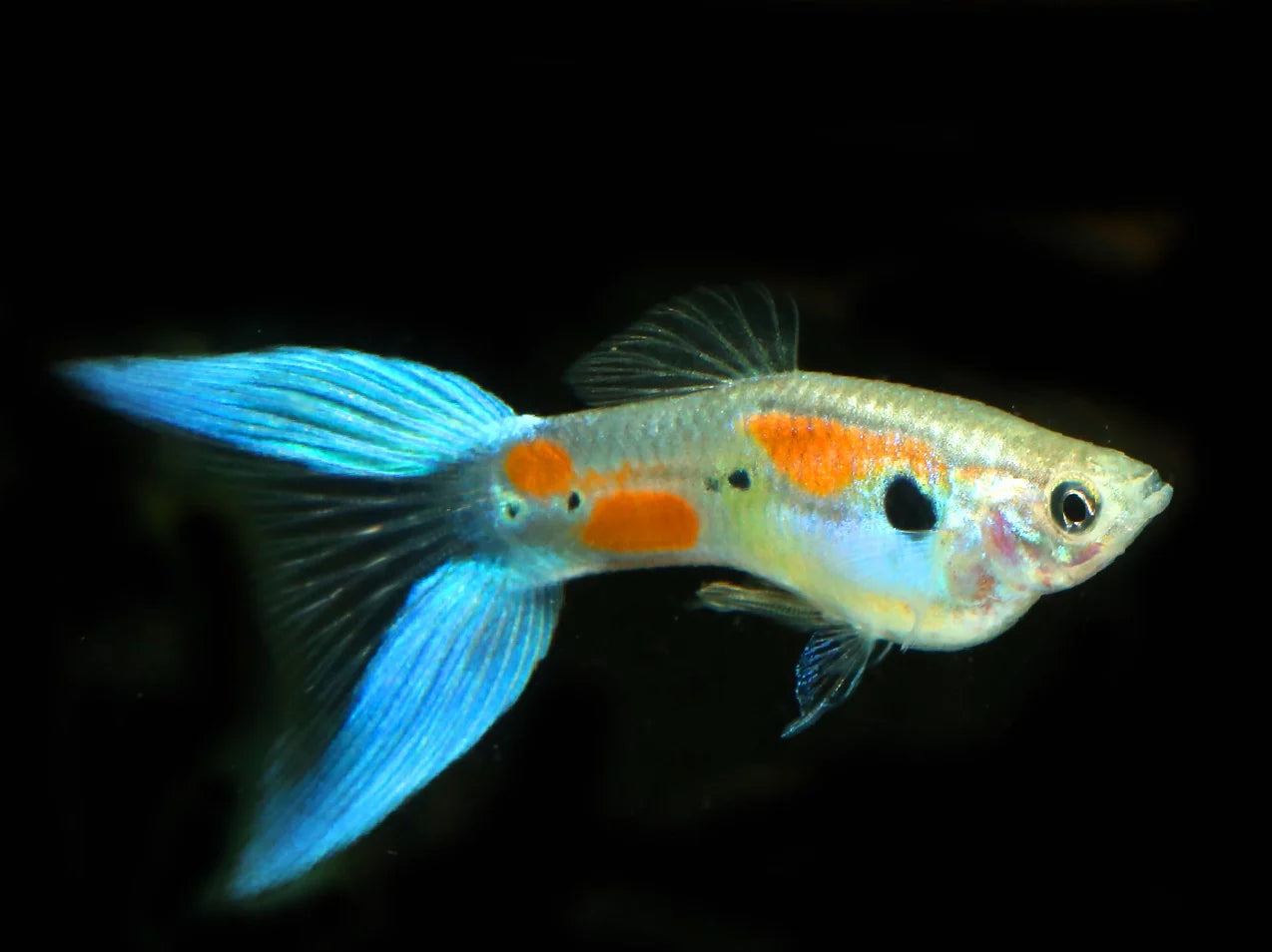 Guppy -Blue Scissor tail 3cm Micro Aquatic Shop