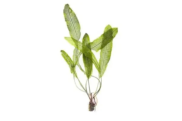 Aponogeton henkelianus -Madagascar laceleaf - Rare Aquatic Plant