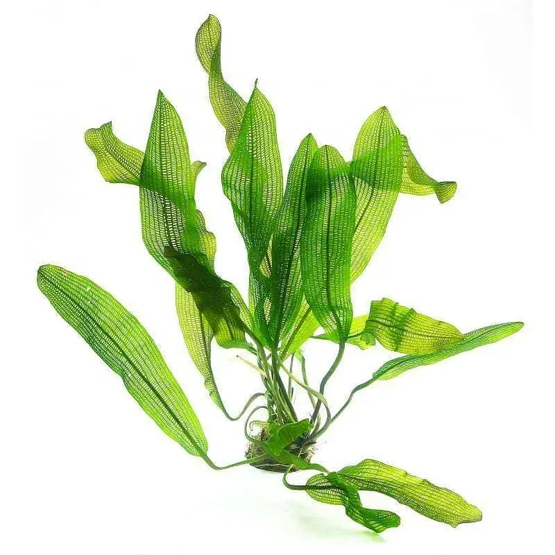Aponogeton henkelianus -Madagascar laceleaf - Rare Aquatic Plant