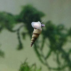 Malaysian Trumpet Snails