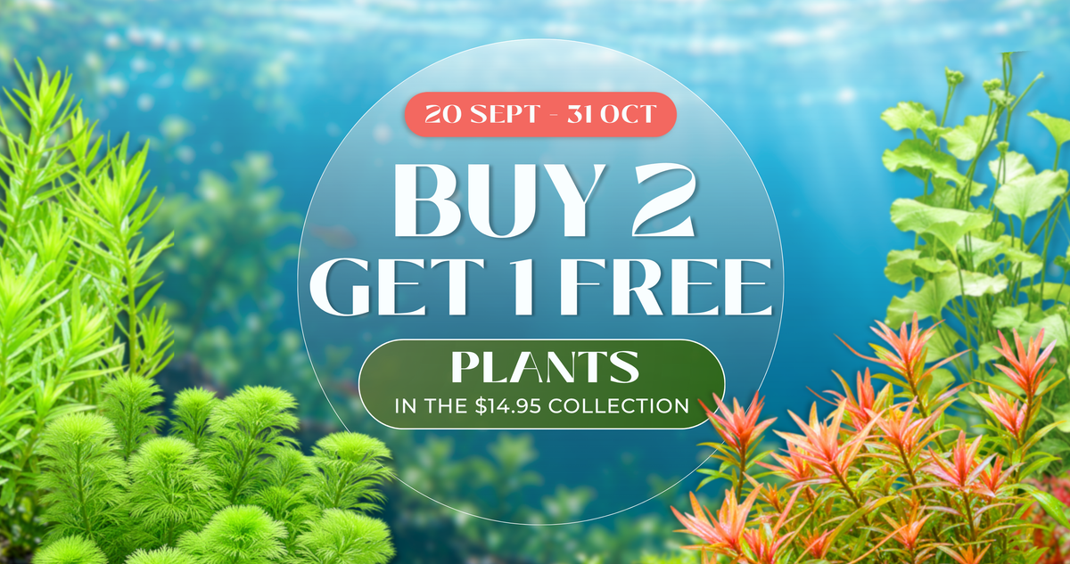 20 September–31 October. Buy 2, get 1 free on plants in the A$14.95 collection.