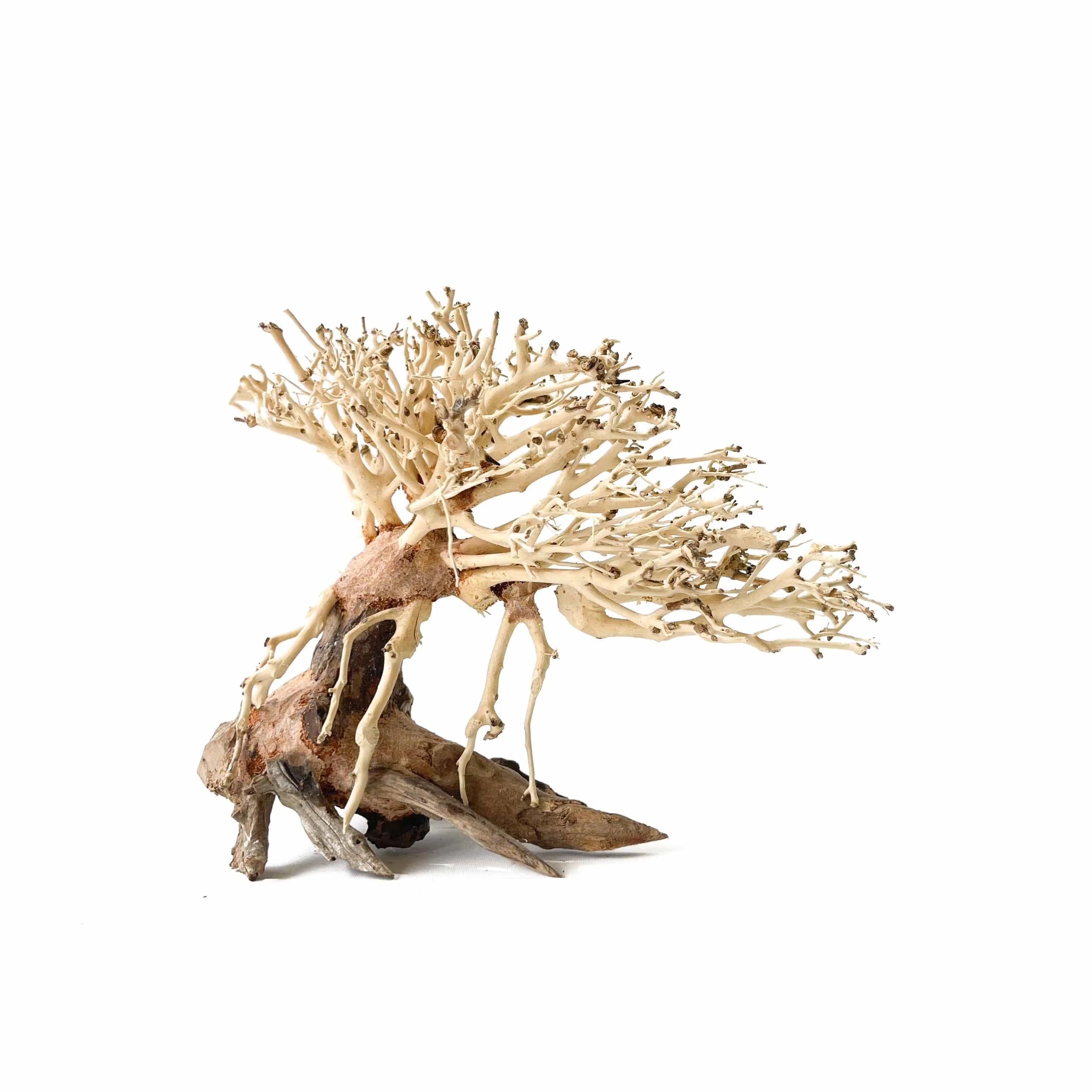 Masterpiece Bonsai Driftwood - 15 x 20 cm | S - 2