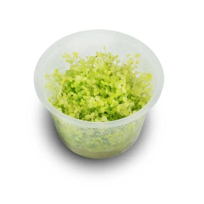 TISSUE CULTURE- Micranthemum Umbrosum 'Gold Coast'