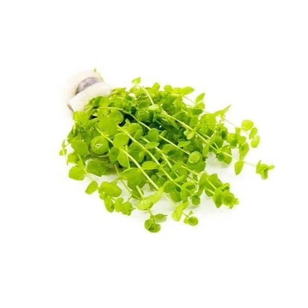TISSUE CULTURE- Micranthemum Umbrosum 'Gold Coast'