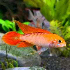 American Cichlid Apisto – Apistogramma Agassizi Gold Fire Red - Rare