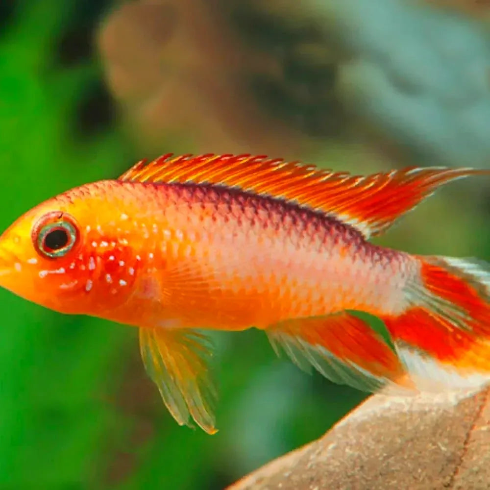 American Cichlid Apisto – Apistogramma Agassizi Gold Fire Red - Rare