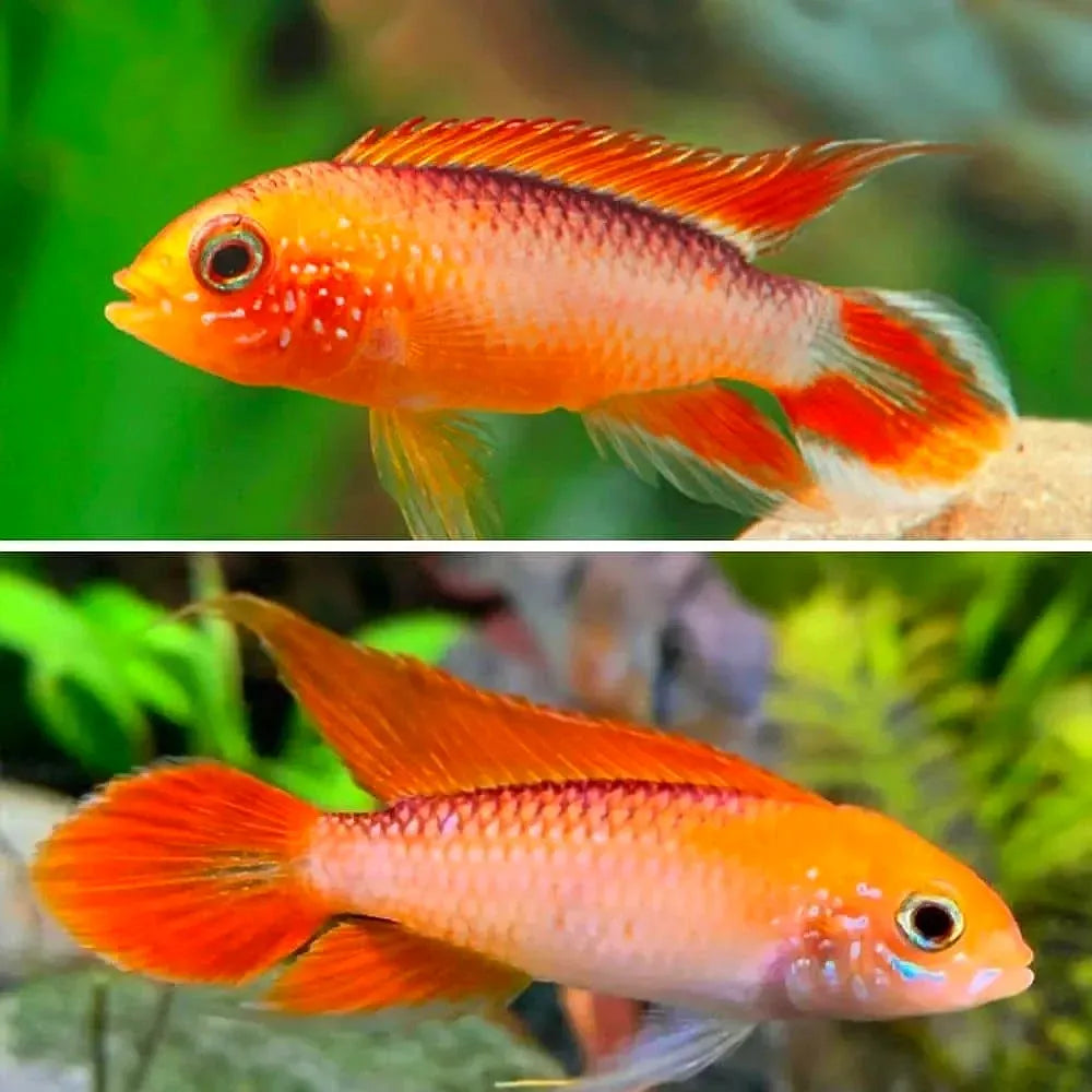 American Cichlid Apisto – Apistogramma Agassizi Gold Fire Red - Rare