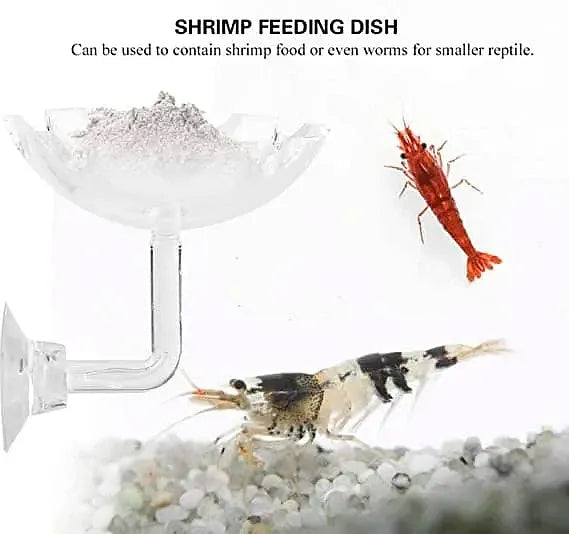 Acrylic Shrimp Feeding Dish