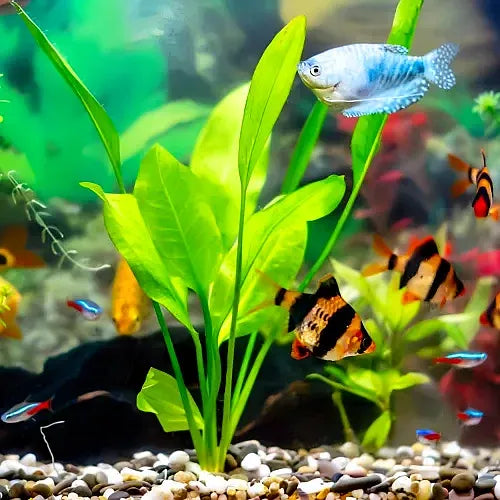 Aquarium plants for sale cheap