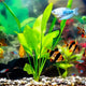 Amazon Sword - Echinodorus amazonicus