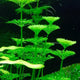 Ambulia - Limnophila sessiliflora
