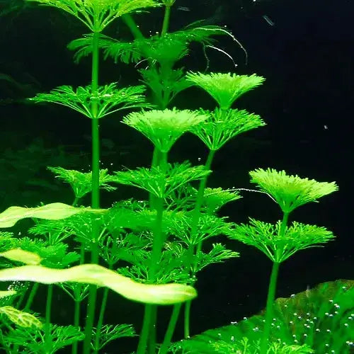 Ambulia - Limnophila Sessiliflora