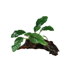 Anubias Barteri 'Coffeefolia' -Driftwood