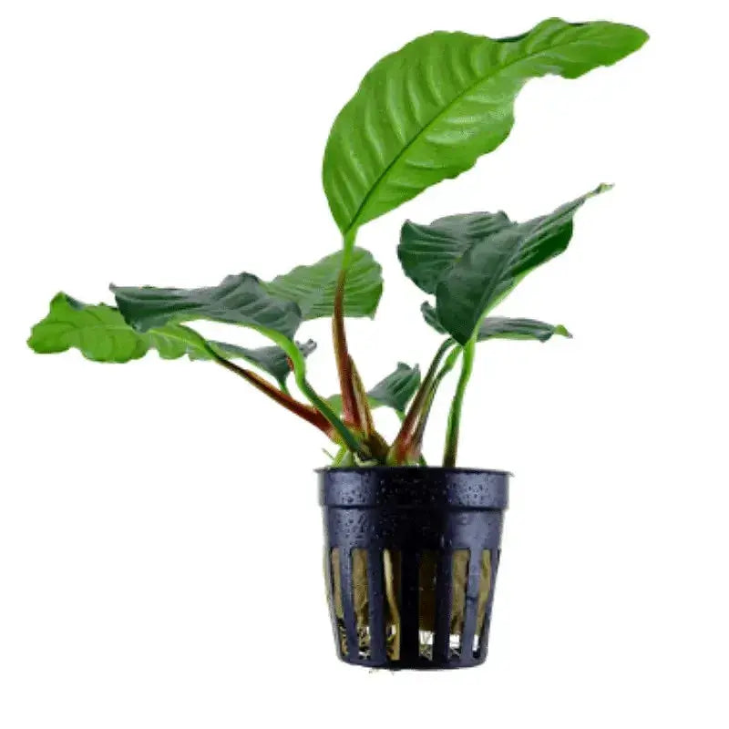 Anubias Barteri 'Coffeefolia'
