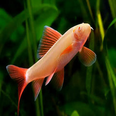 Albino Rainbow Shark